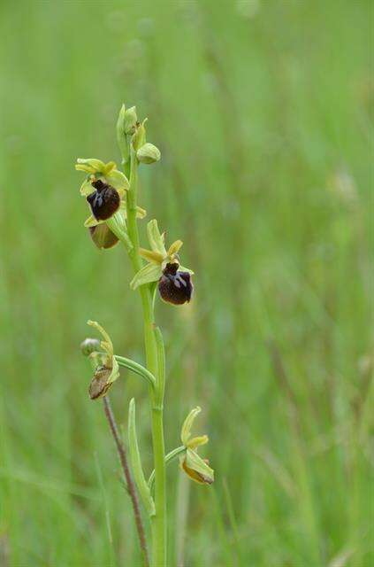 Image of Early spider orchid