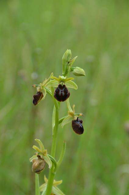 Image of Early spider orchid