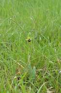 Image of Early spider orchid