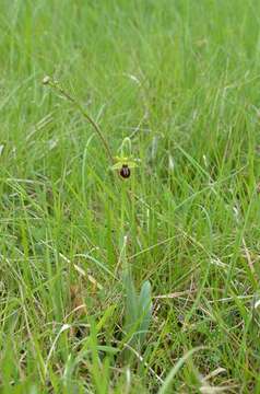 Слика од Ophrys sphegodes Mill.