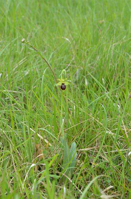 Image of Early spider orchid