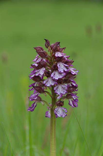 Image of Man Orchids