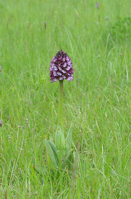 Image of Man Orchids