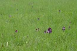 Image of Man Orchids