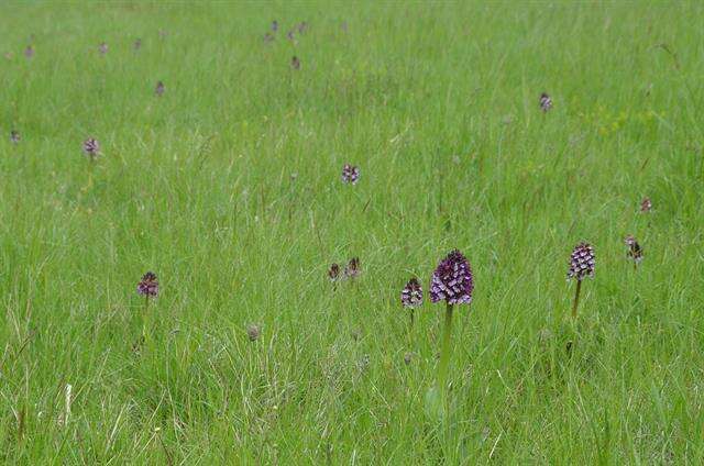 Image of Man Orchids