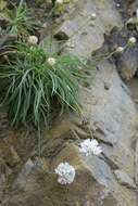 Image of Armeria ruscinonensis Girard