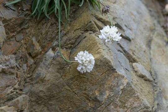 Image of Armeria ruscinonensis Girard