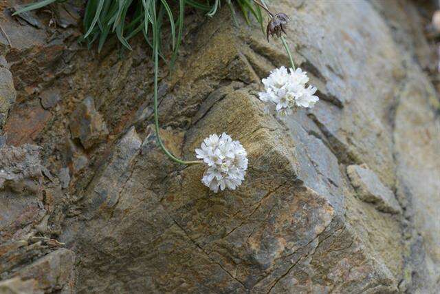 Plancia ëd Armeria ruscinonensis Girard