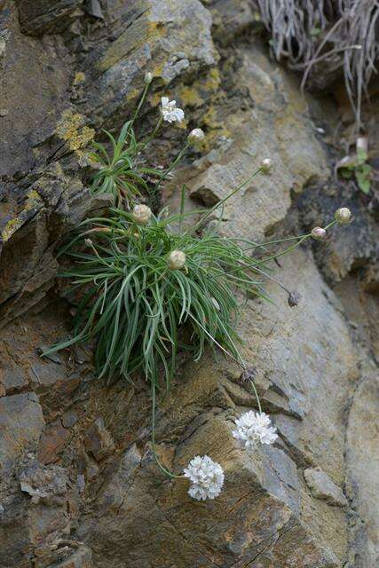 Image of Armeria ruscinonensis Girard