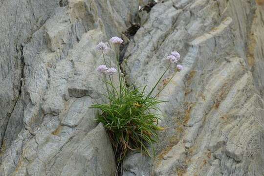 Image of Armeria ruscinonensis Girard