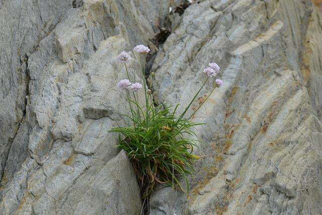 Plancia ëd Armeria ruscinonensis Girard