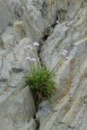 Image of Armeria ruscinonensis Girard