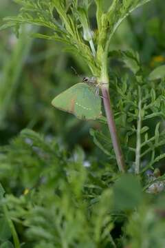 Plancia ëd Callophrys