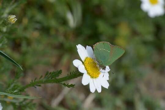 Image of Callophrys