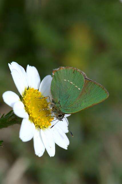 Image of Callophrys