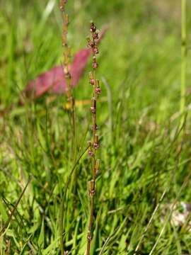 Image of arrow-grass family