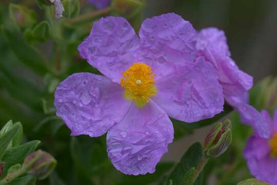 Image of Rockrose