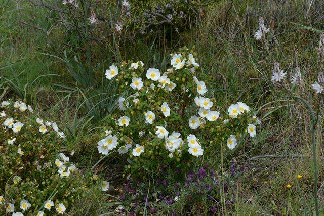 Image of Magnoliophyta