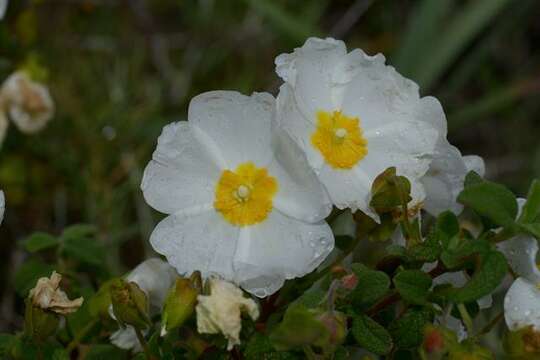 Imagem de Magnoliophyta