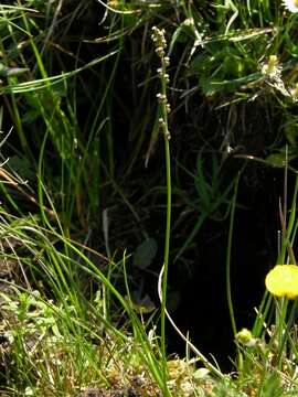 Image of arrow-grass family