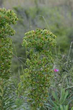 Image of Albanian spurge