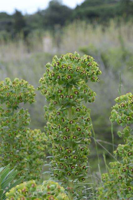 Image of Albanian spurge