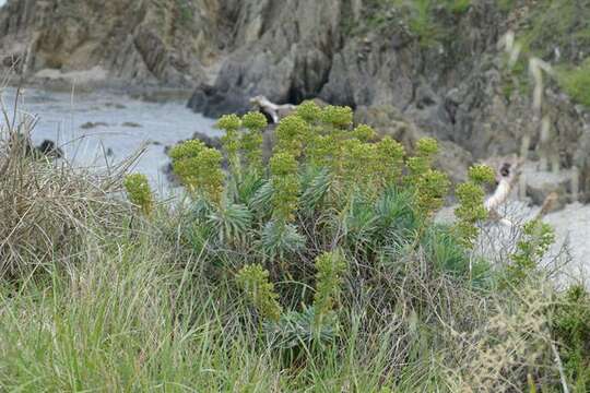 Image of Albanian spurge