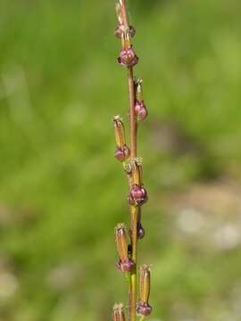 Image of arrow-grass family