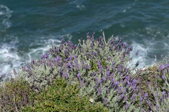 Image of lavender