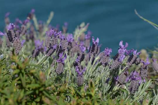 Image of lavender