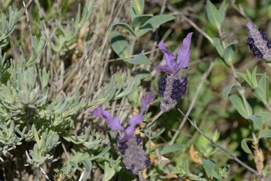 Image of lavender