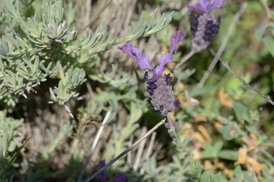 Imagem de lavanda