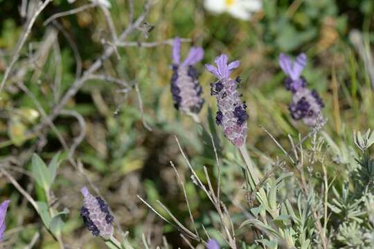 Image of lavender