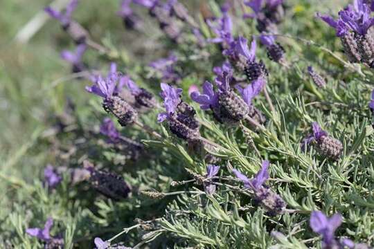 Imagem de lavanda