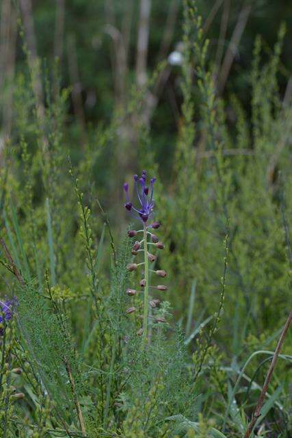 Image of Leopoldia