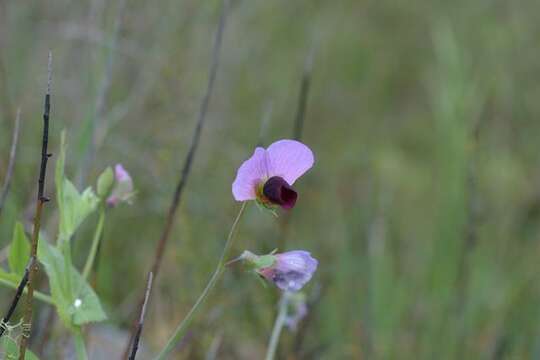 Image of pea