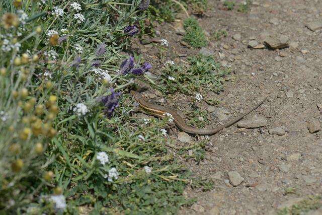 Image of Sand lizards