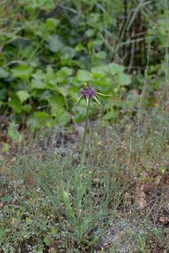 Image of Geropogon