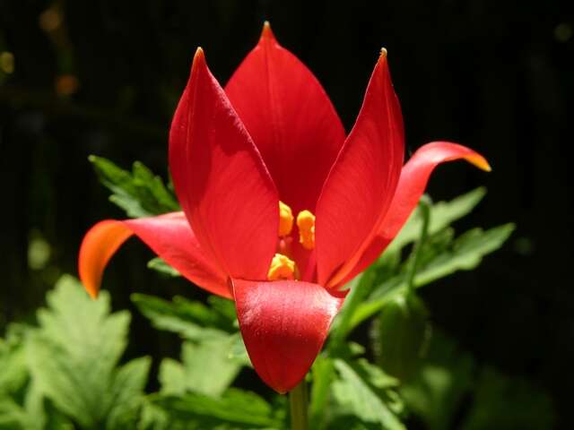 Image of Tulipa sprengeri Baker