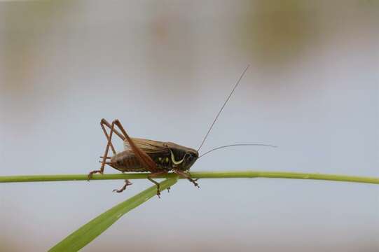 Image of Tettigoniinae