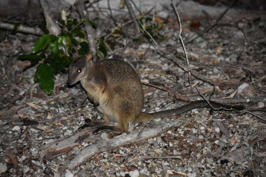 Image of Unadorned Rock Wallaby