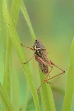 Image of Tettigoniinae