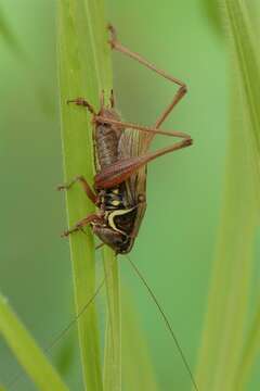 Image of Tettigoniinae