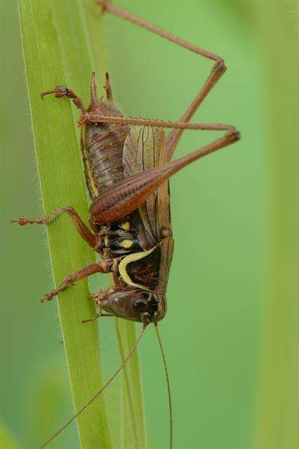 Image of Tettigoniinae