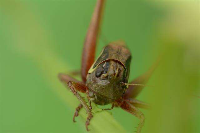 Image of Tettigoniinae