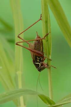 Image of Tettigoniinae