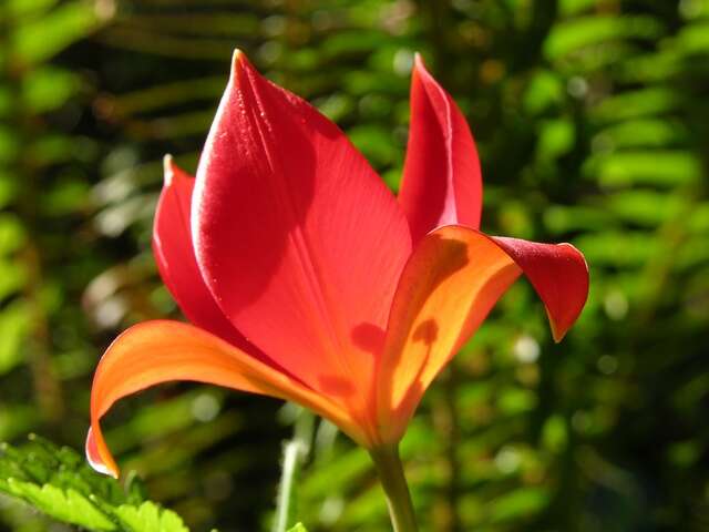 Image of Tulipa sprengeri Baker