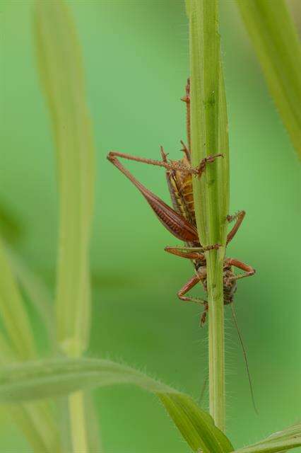 Image of Tettigoniinae