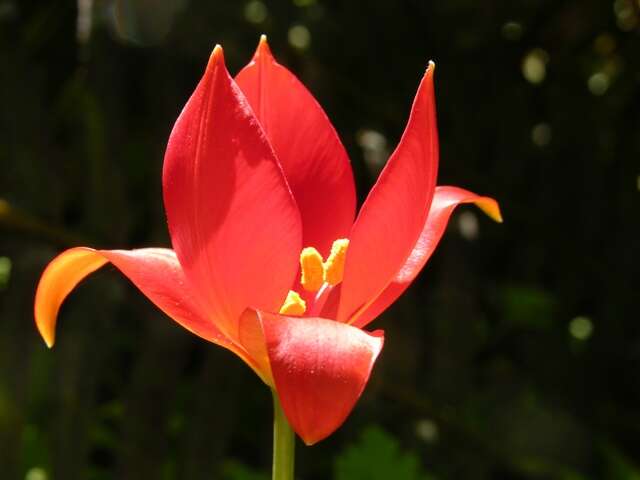 Image of Tulipa sprengeri Baker