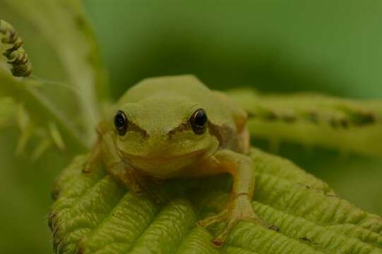 Image of Hyla Laurenti 1768